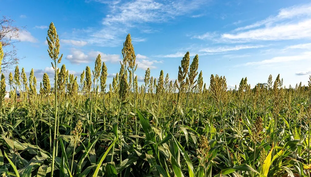 FOTO-Sorgo-ok