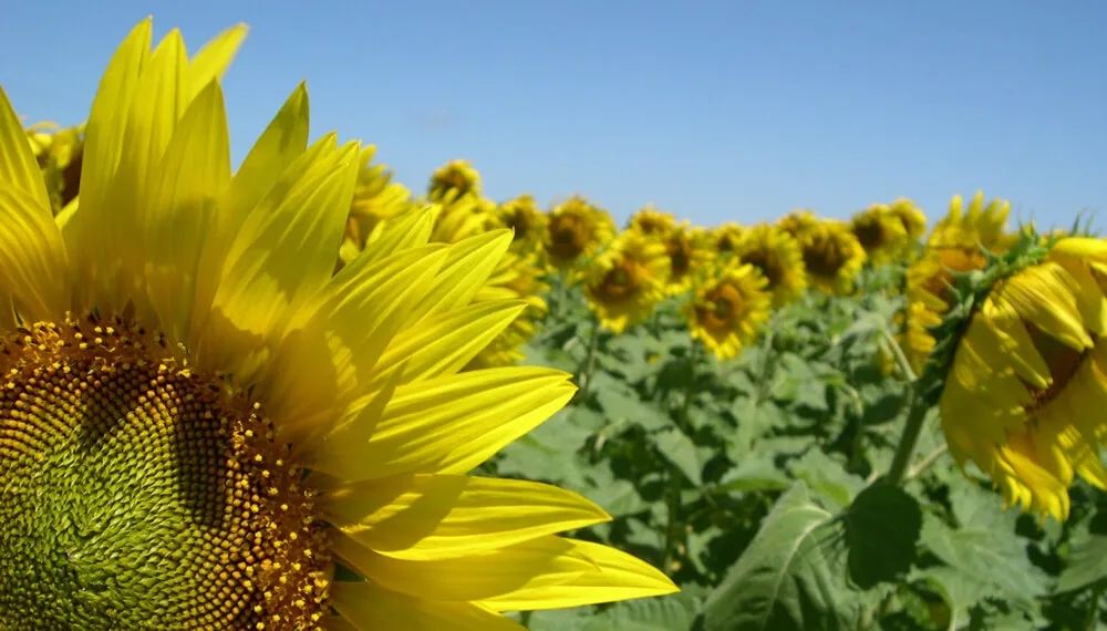 agricultura-girasol-infocampo
