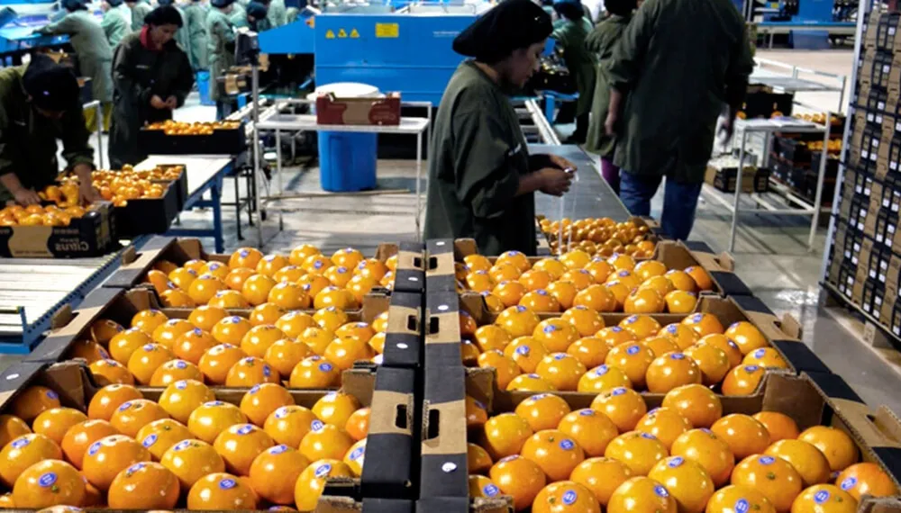 Plan-de-pagos-para-el-sector-de-citricos-infocampo-1-1