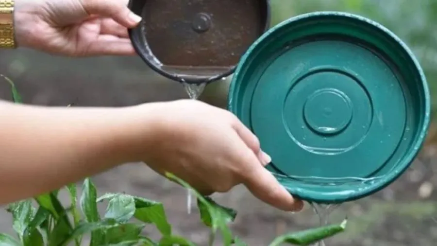 WhatsApp Image 2025-01-04 at 11.15.14 AM