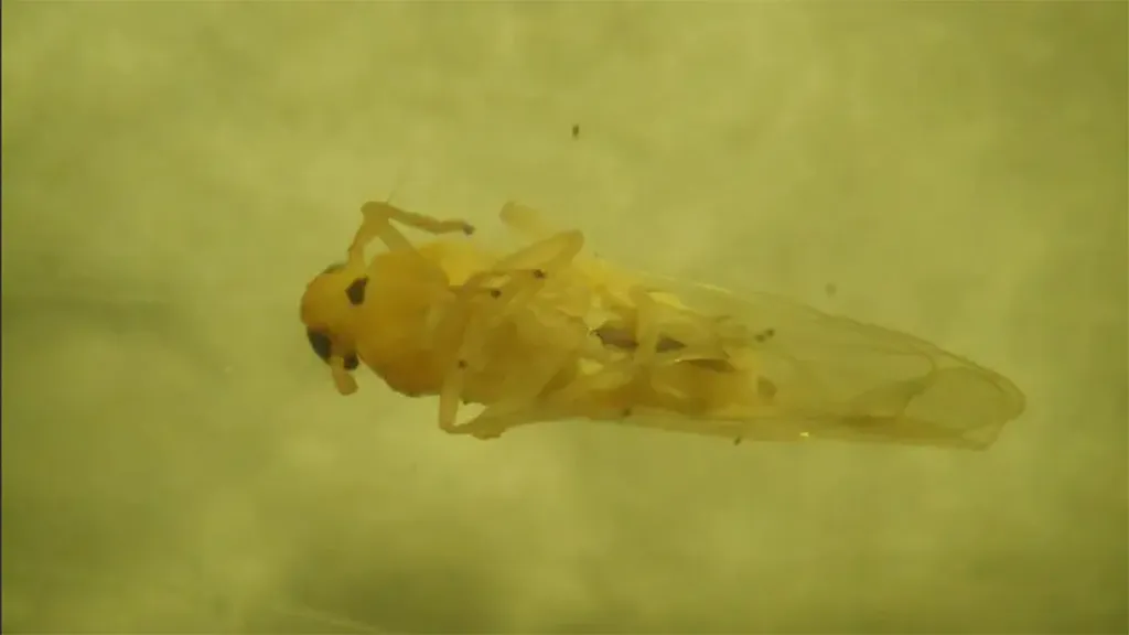 chicharrita-africana-1