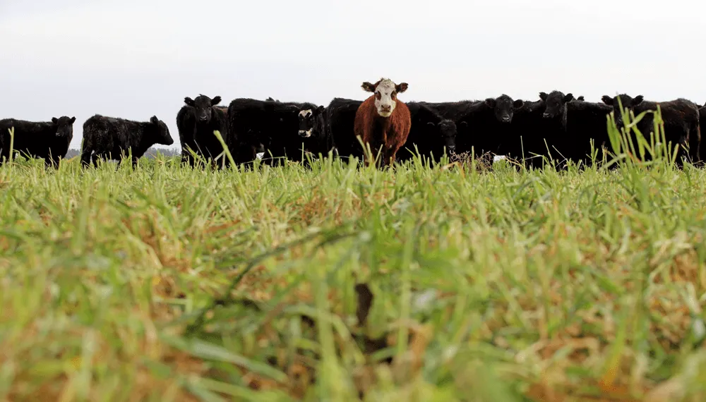 vacas-bovinos-pasto-hacienda